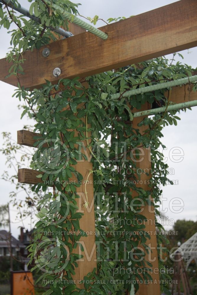 Akebia quinata (Chocolate Vine)  1