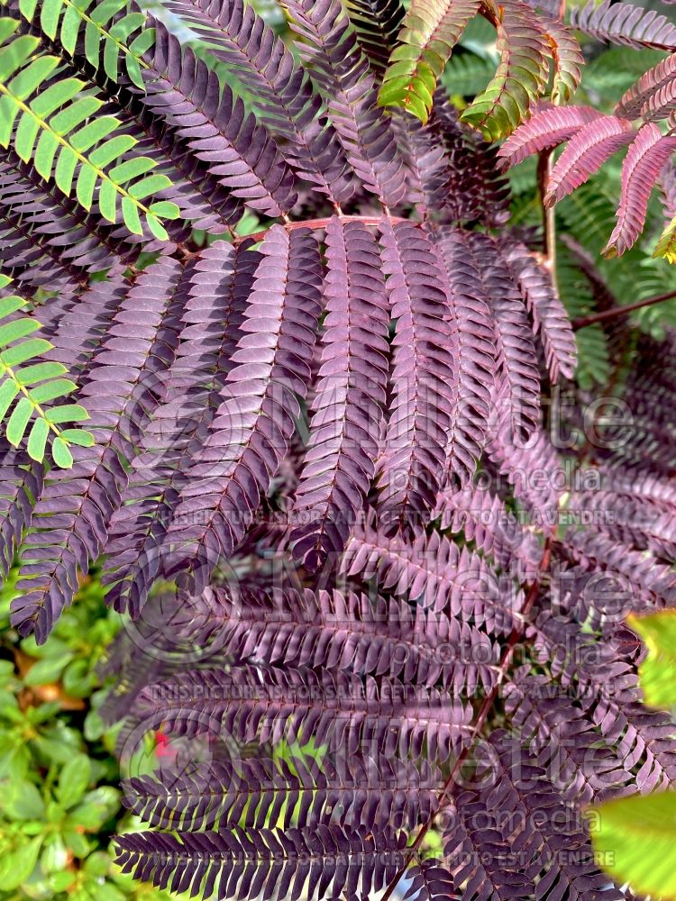 Albizia Summer Chocolate (Mimosa Tree) 5