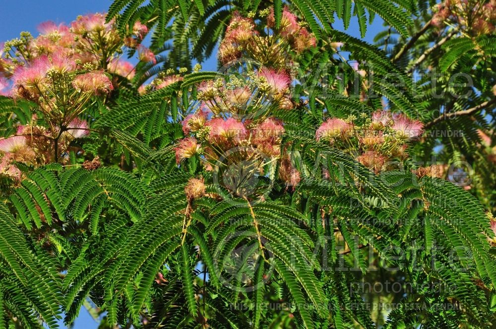 Albizia Tropical Dream (Mimosa Tree) 1 