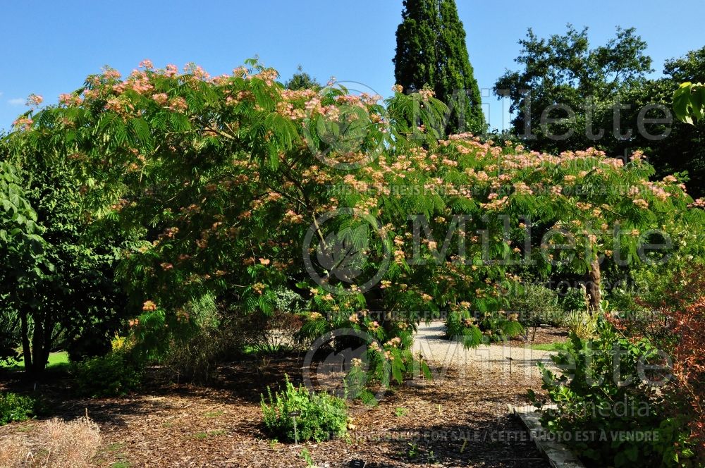 Albizia Tropical Dream (Mimosa Tree) 2 