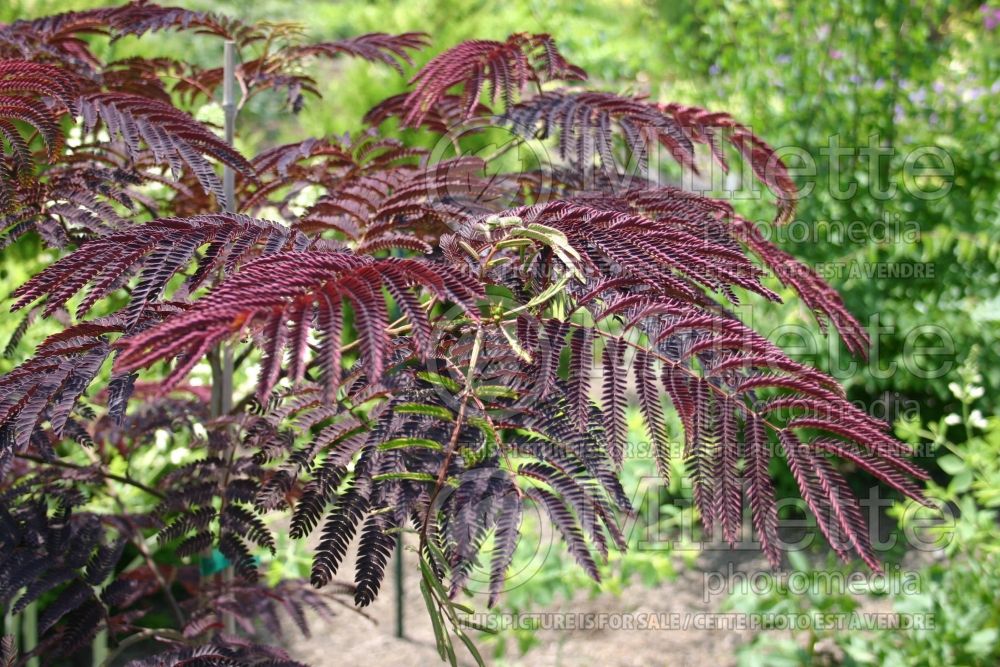 Albizia Summer Chocolate (Mimosa Tree) 2 