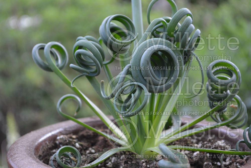 Albuca Frizzle Sizzle (Corkscrew Albuca) 2 