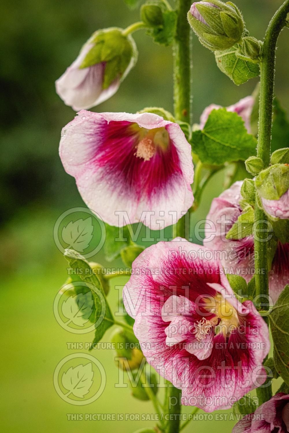 Alcea Halo Blush (Hollyhock) 1
