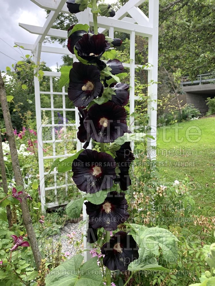 Alcea Nigra (Hollyhock) 3 