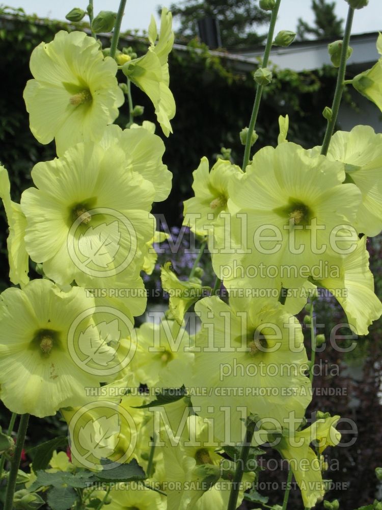 Alcea kurdica (Hollyhock) 1 