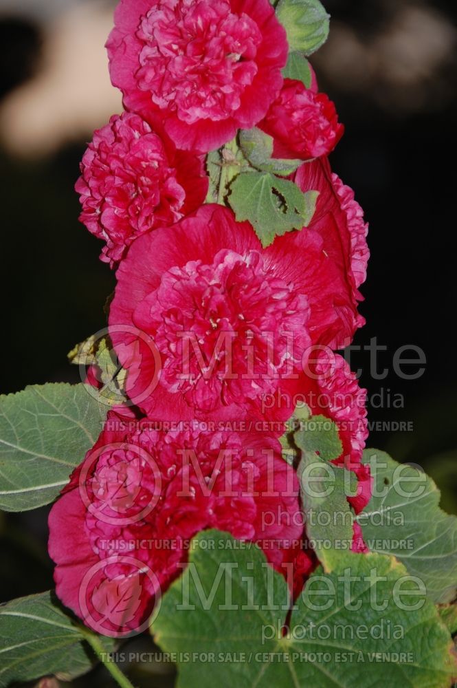 Alcea Chater's Scarlet (Hollyhock) 1 