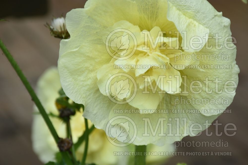 Alcea Chater's Yellow (Hollyhock) 2 