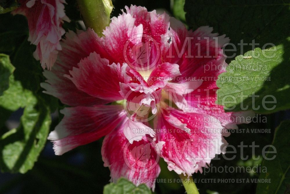 Alcea Fiesta Time (Hollyhock) 1 