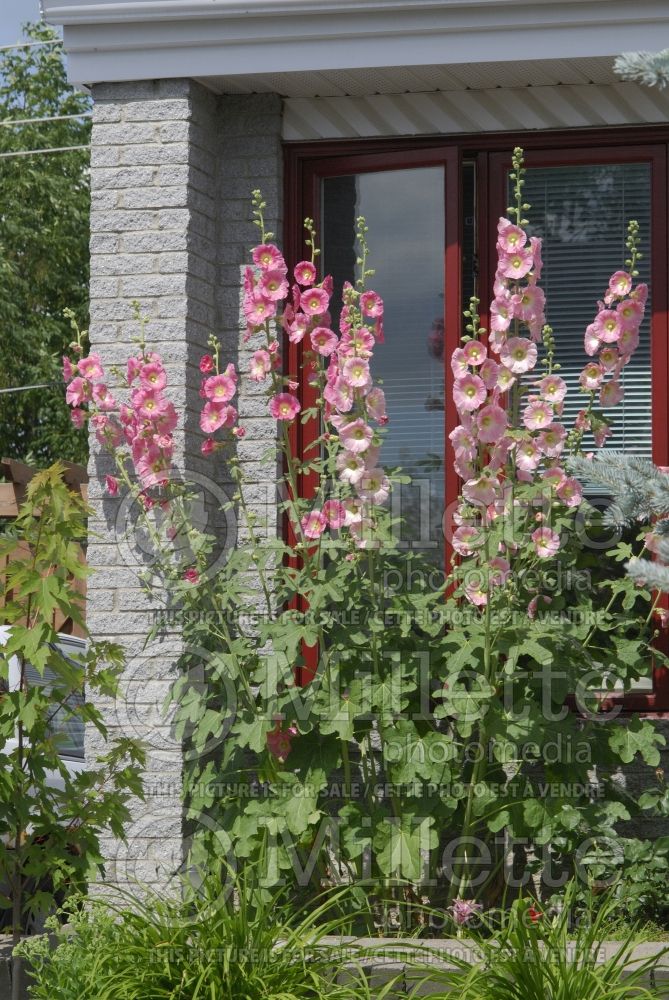 Hollyhocks in front of a door window (Ambiance) 17 