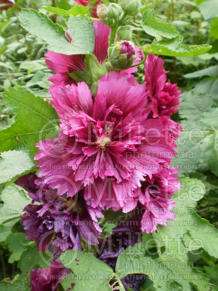 Alcea Queeny Purple (Hollyhock) 1 