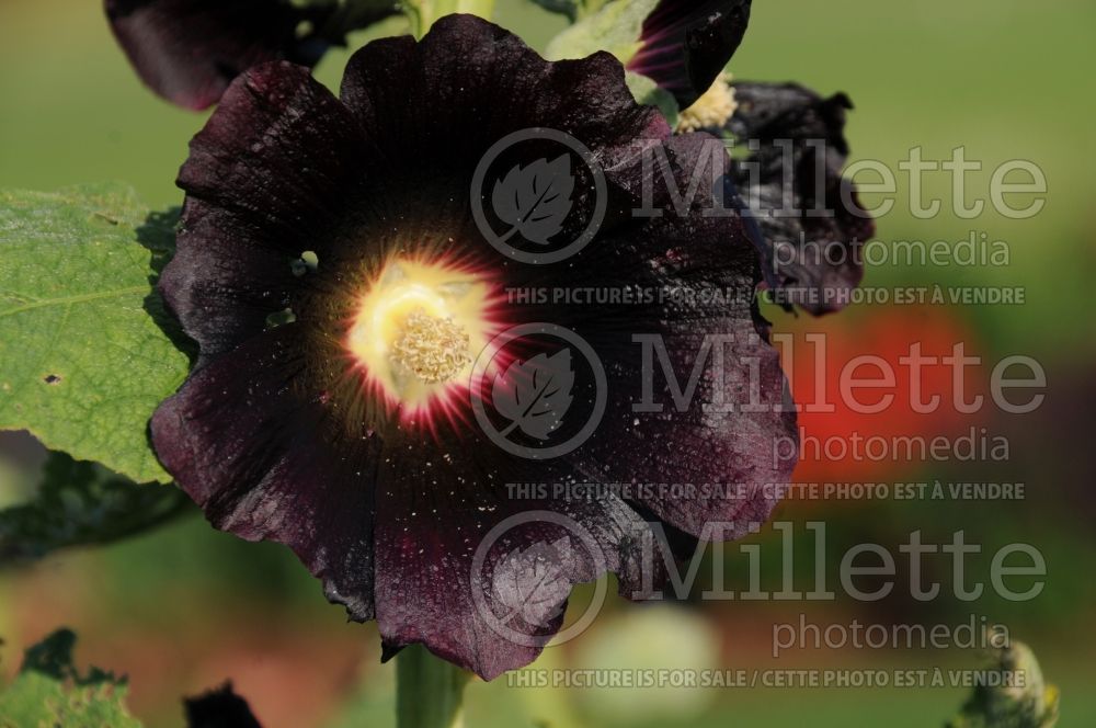 Alcea Spotlight Blacknight (Hollyhock) 1 