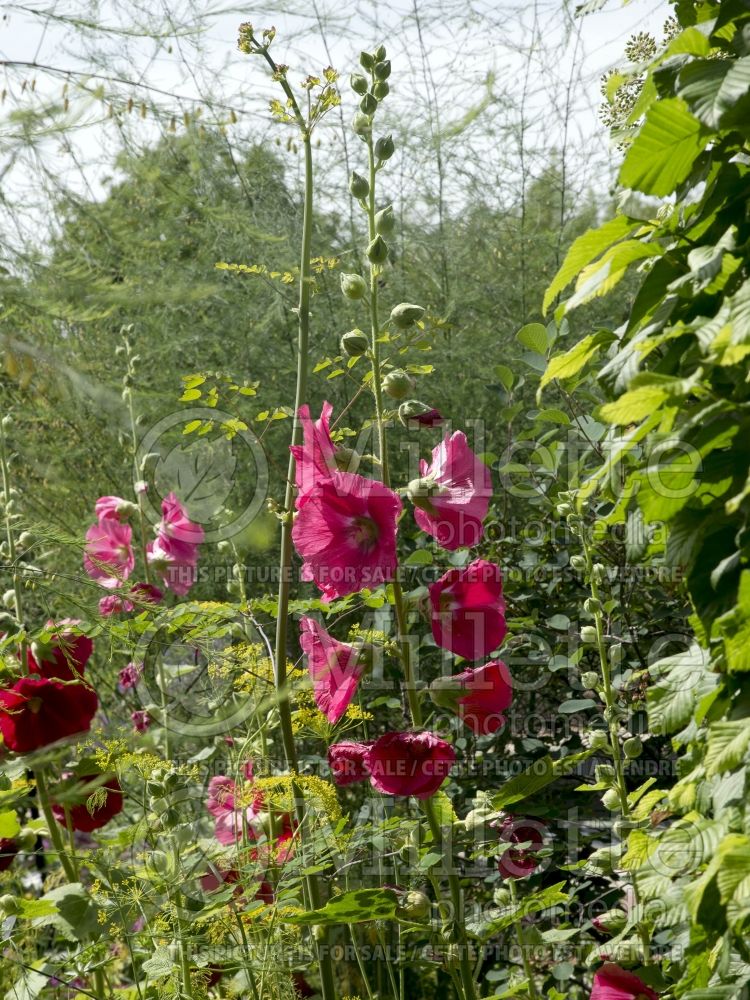 Alcea Spotlight Mars Magic (Hollyhock) 5 