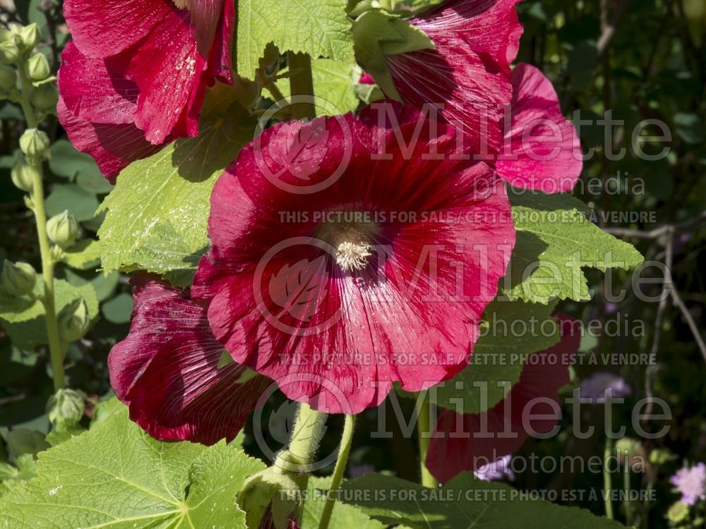 Alcea Spotlight Mars Magic (Hollyhock) 6 