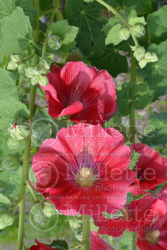 Alcea Spotlight Mars Magic (Hollyhock) 2 