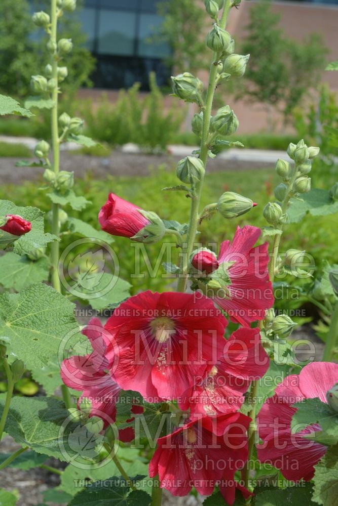 Alcea Spotlight Mars Magic (Hollyhock) 3 