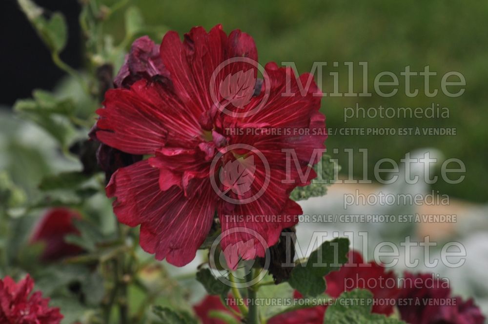 Alcea Spring Celebrities Crimson (Hollyhock)  1