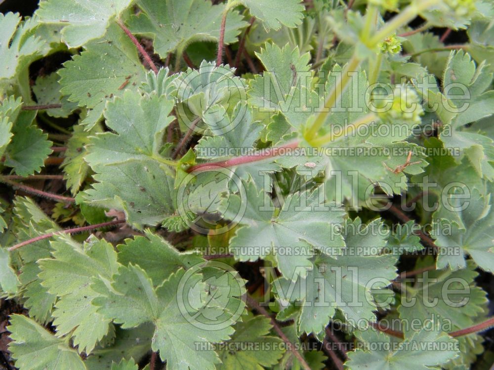 Alchemilla erythropoda (Lady's Mantle) 1 