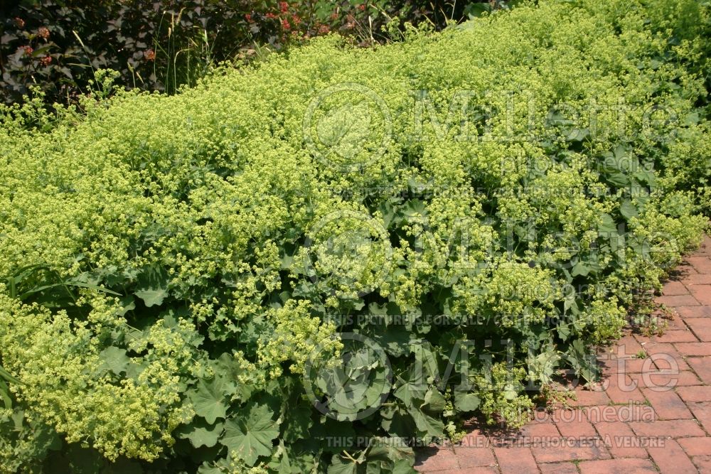 Alchemilla mollis (Lady's Mantle) 1 