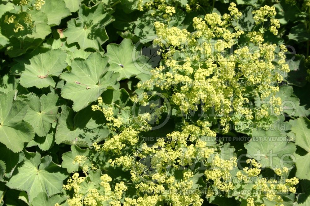 Alchemilla mollis (Lady's Mantle) 8 