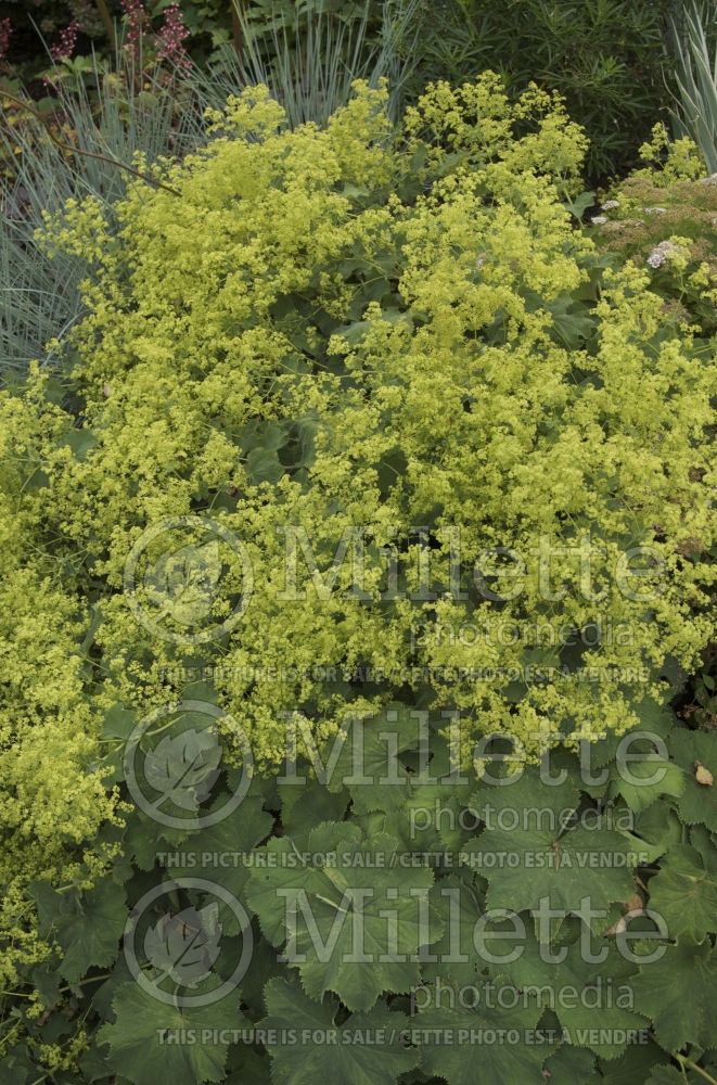 Alchemilla mollis (Lady's Mantle) 2 