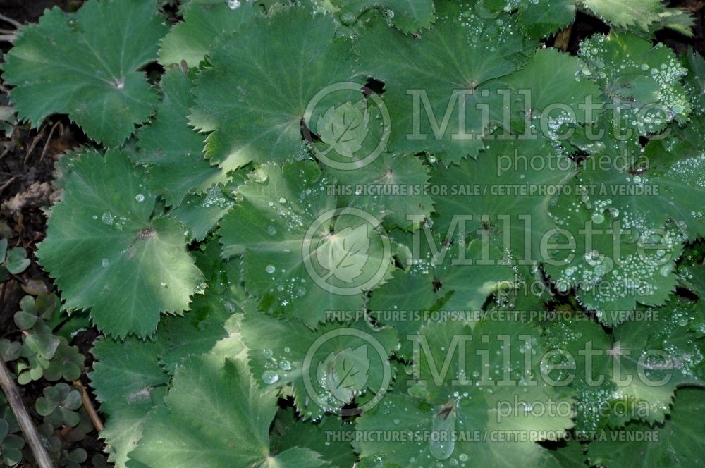 Alchemilla mollis (Lady's Mantle) 3 