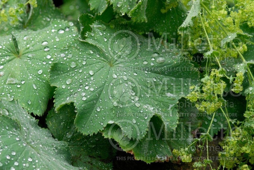 Alchemilla mollis (Lady's Mantle) 4 