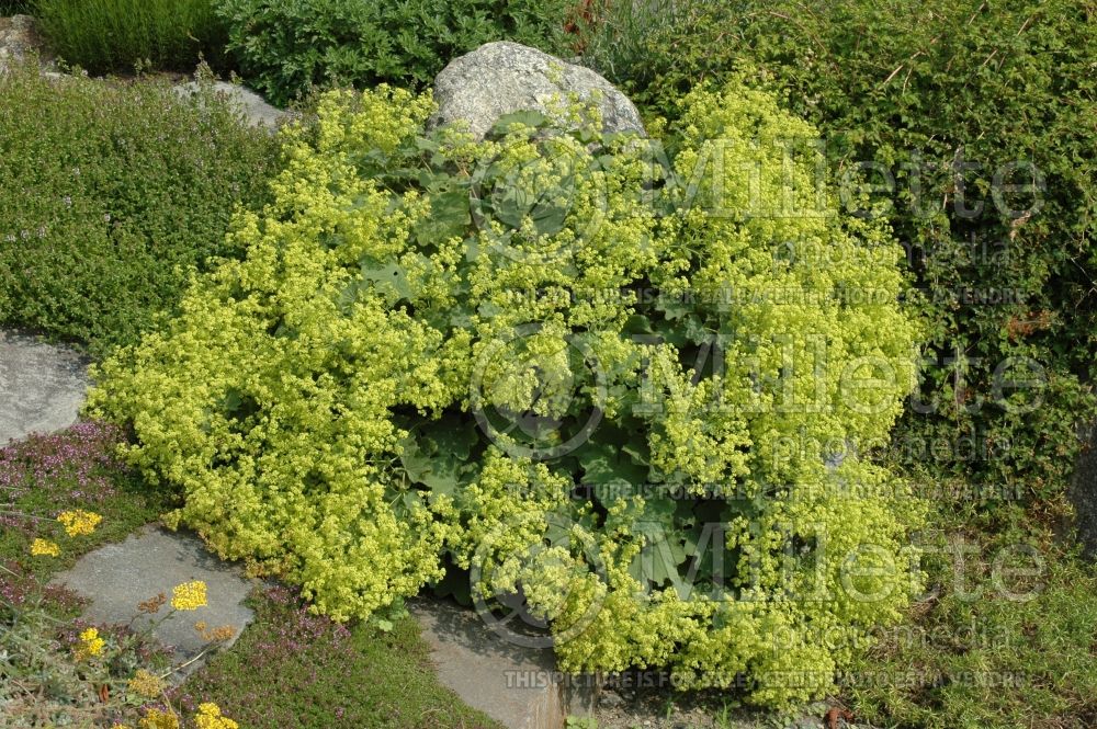 Alchemilla mollis (Lady's Mantle) 5 