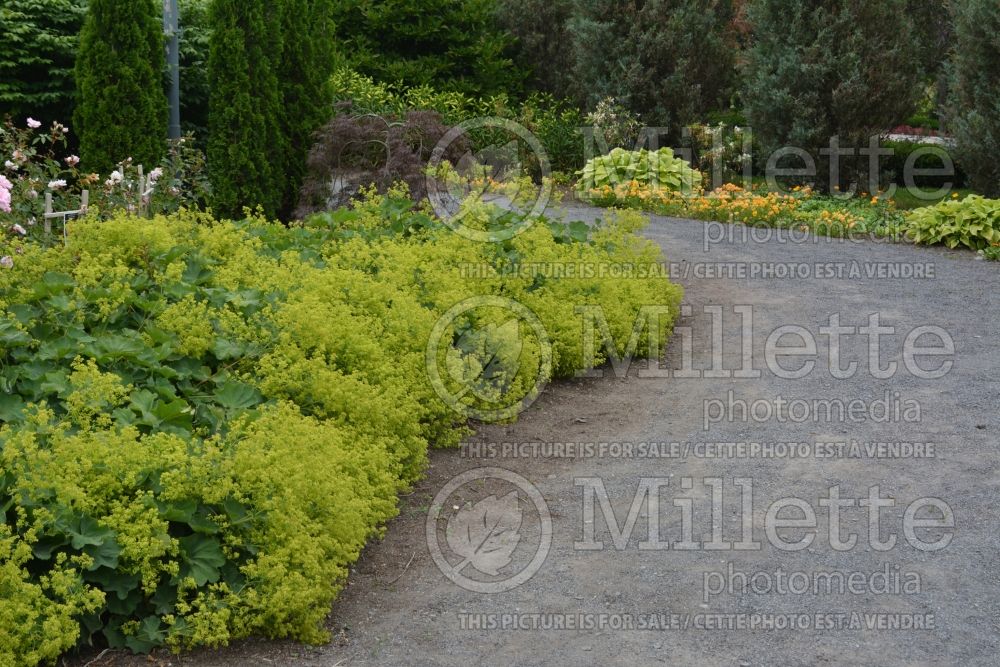 Alchemilla mollis (Lady's Mantle) 6 