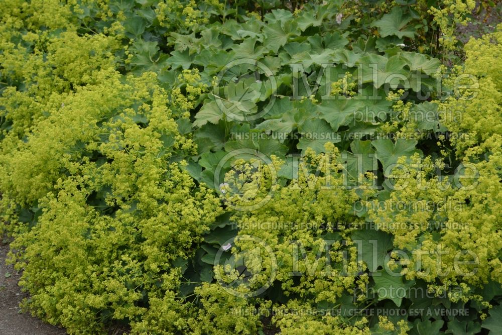 Alchemilla mollis (Lady's Mantle) 7 