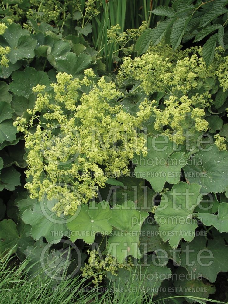 Alchemilla Thriller (Lady's Mantle) 1 