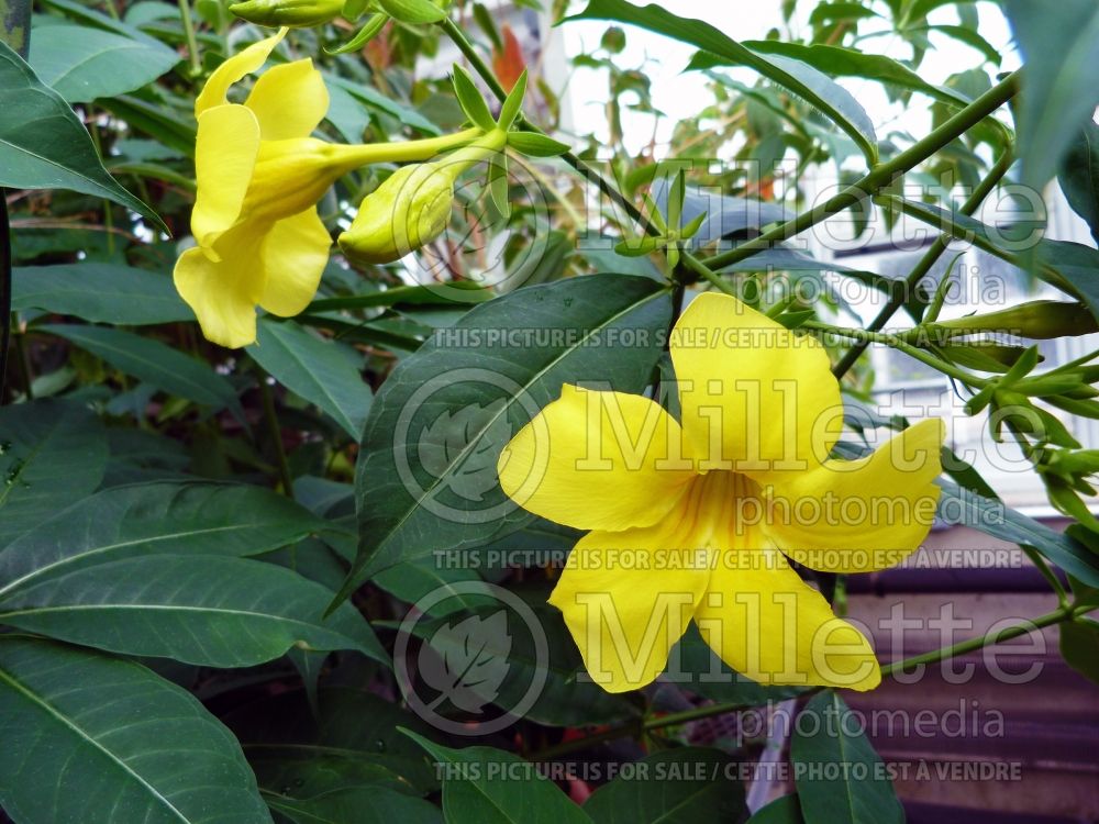 Allamanda Golden Butterfly (Yellow trumpet) 1 