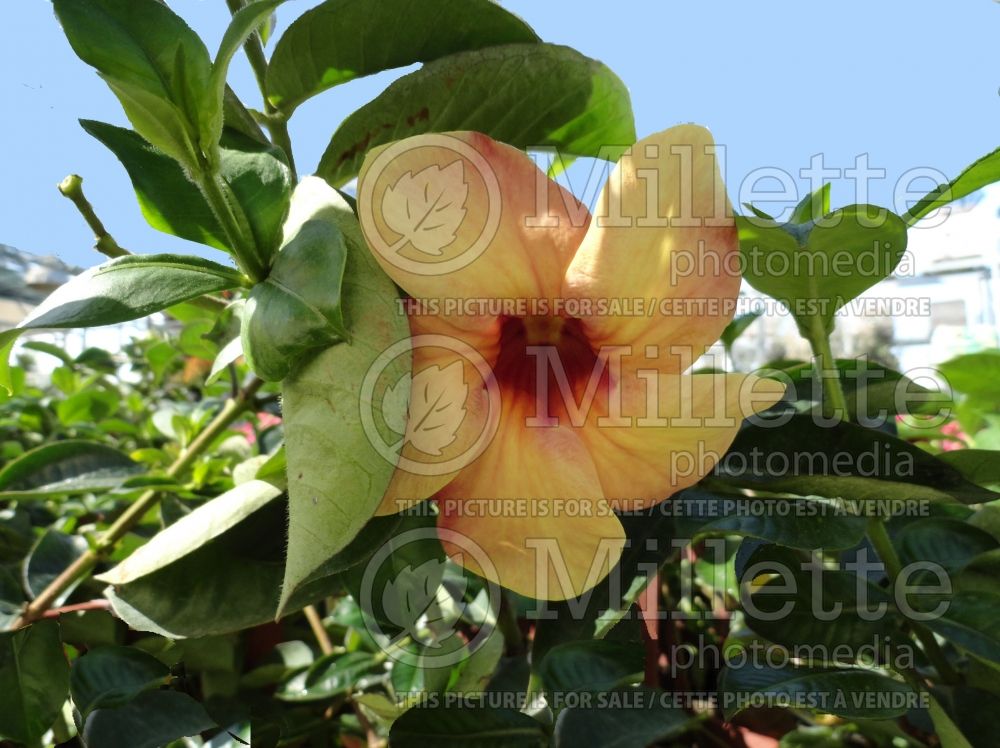 Allamanda Indonesian Sunset (Yellow trumpet) 1 