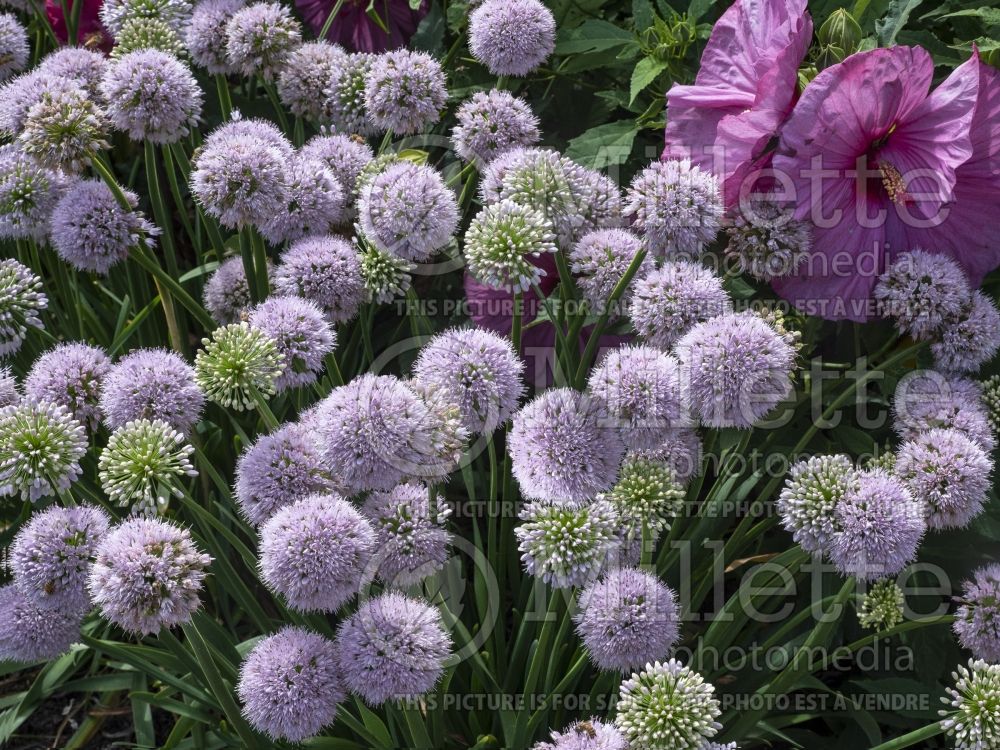 Allium Big Beauty (ornamental onion) 1