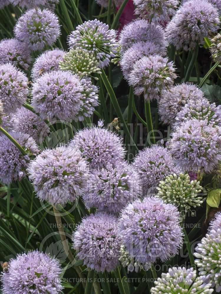 Allium Big Beauty (ornamental onion) 2