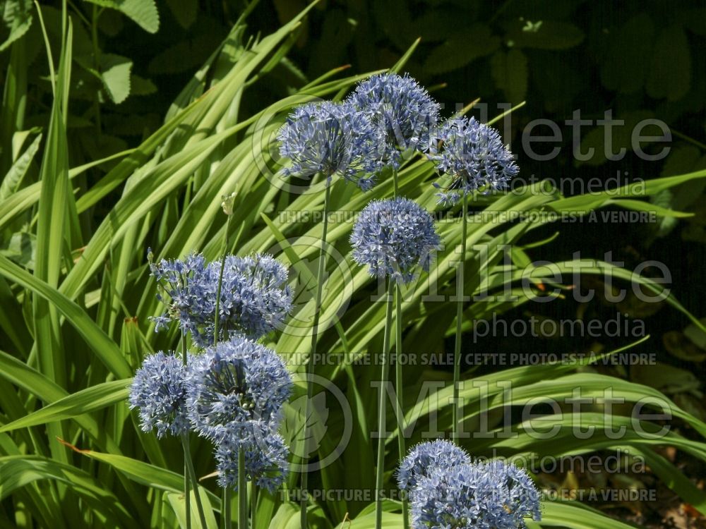 Allium caeruleum (blue globe onion) 5