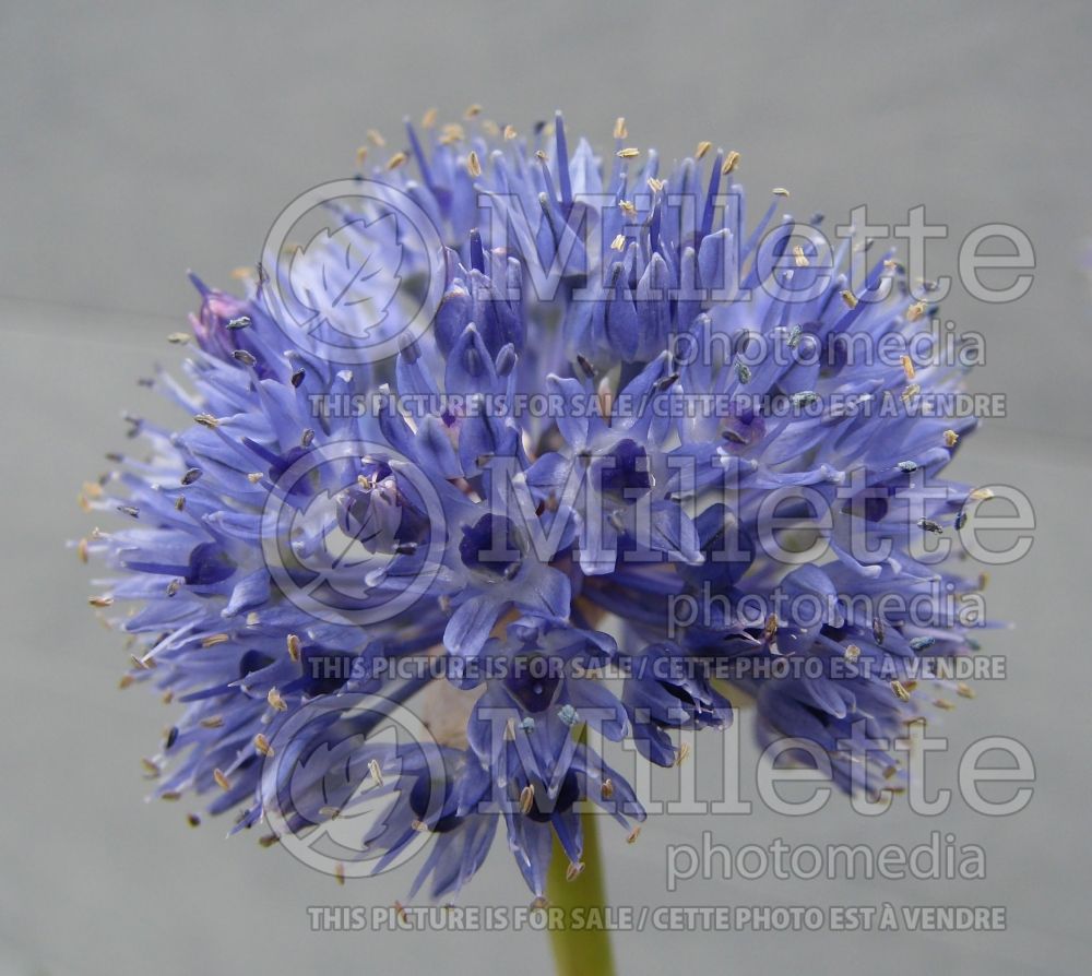 Allium caeruleum (blue globe onion) 1