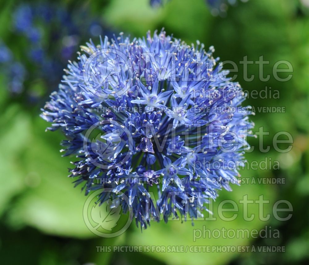 Allium caeruleum (blue globe onion) 2