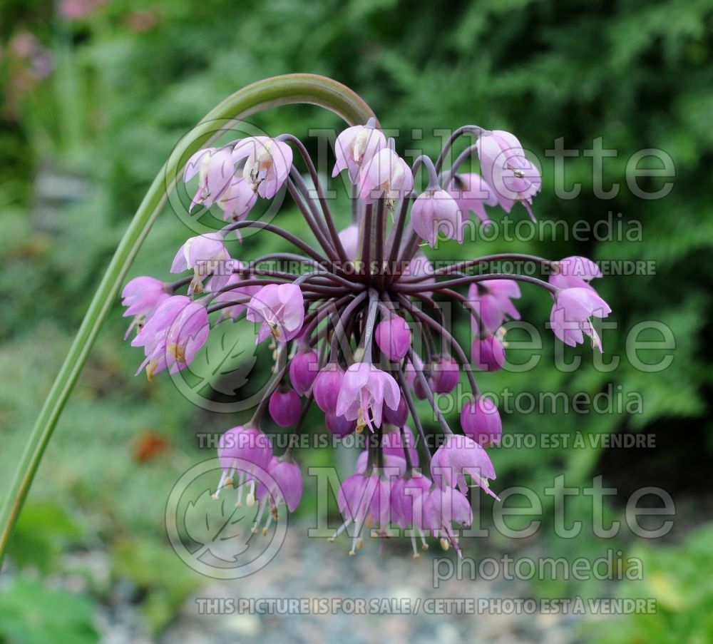 Allium cernuum (Nodding onion and lady's leek) 7