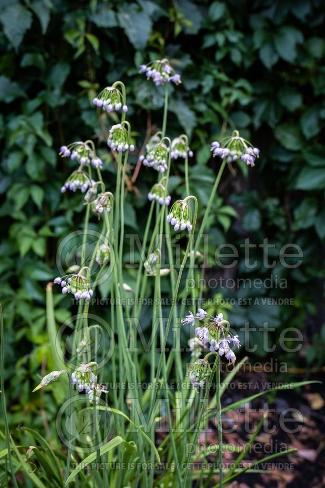 Allium cernuum (Nodding onion and lady's leek) 11