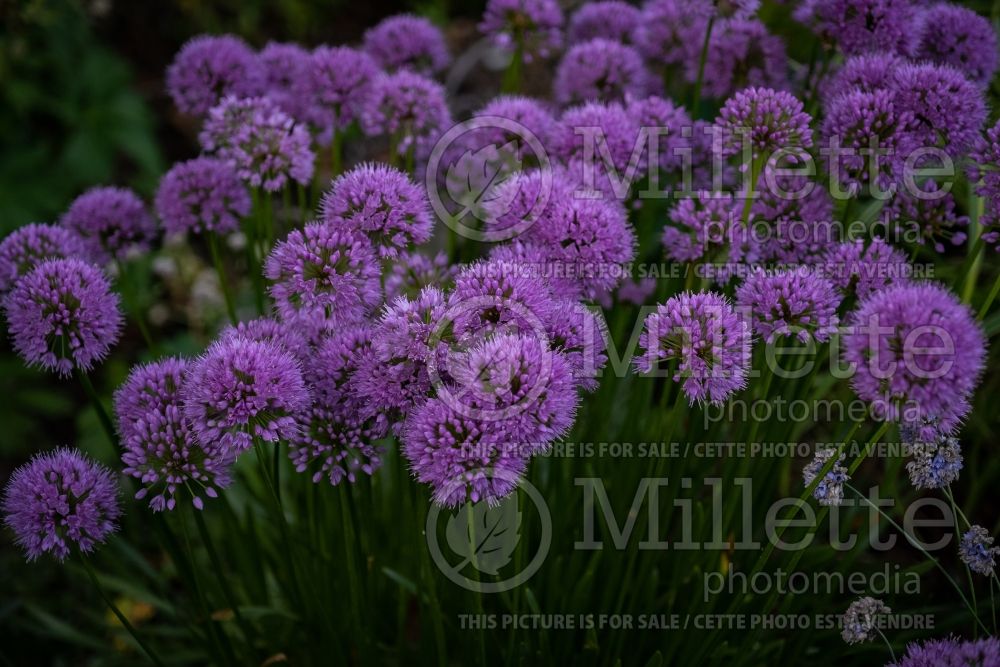 Allium Millenium (Ornamental Onion) 25 