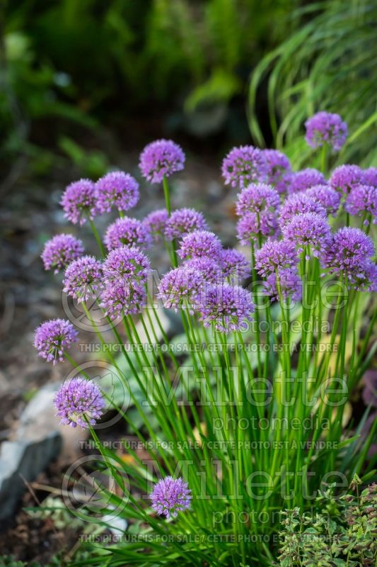 Allium Millenium (Ornamental Onion) 4 