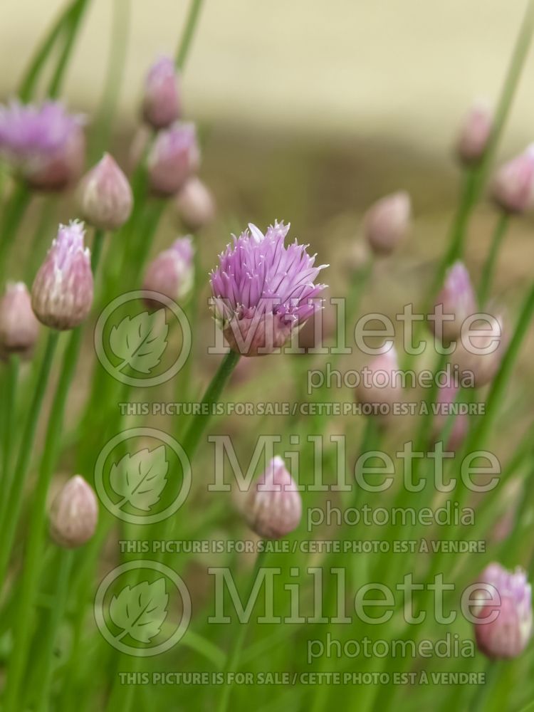 Allium senescens (German Garlic) 3 