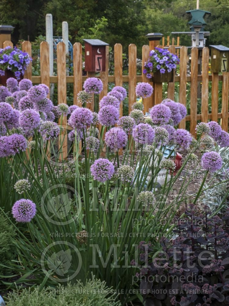 Allium Pink Planet (Garlic) 2 