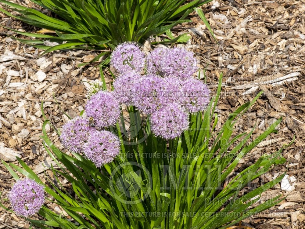 Allium Summer Peek-a-Boo (Ornamental Onion) 3