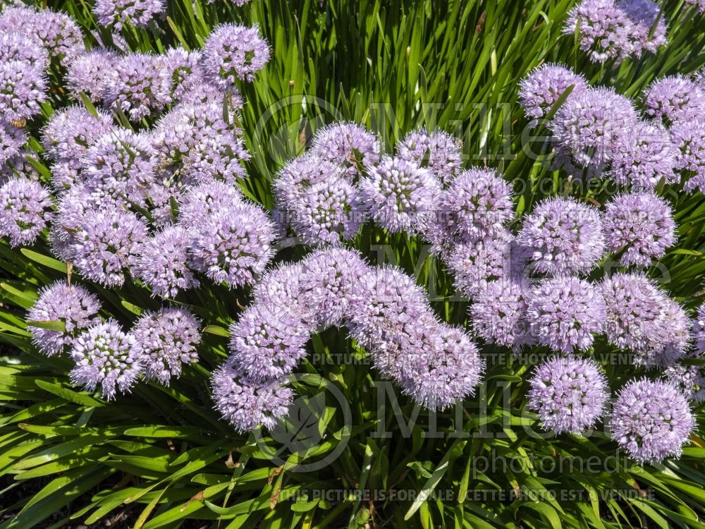Allium Summer Peek-a-Boo (Ornamental Onion) 4
