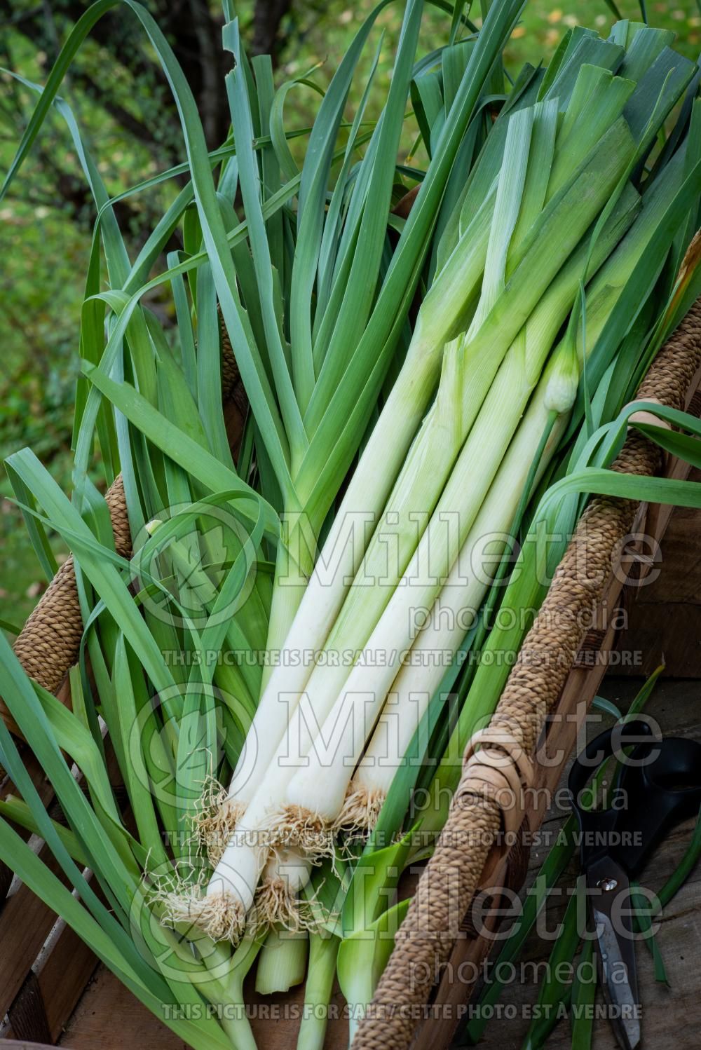 Allium American Flag (Leek vegetable) 2