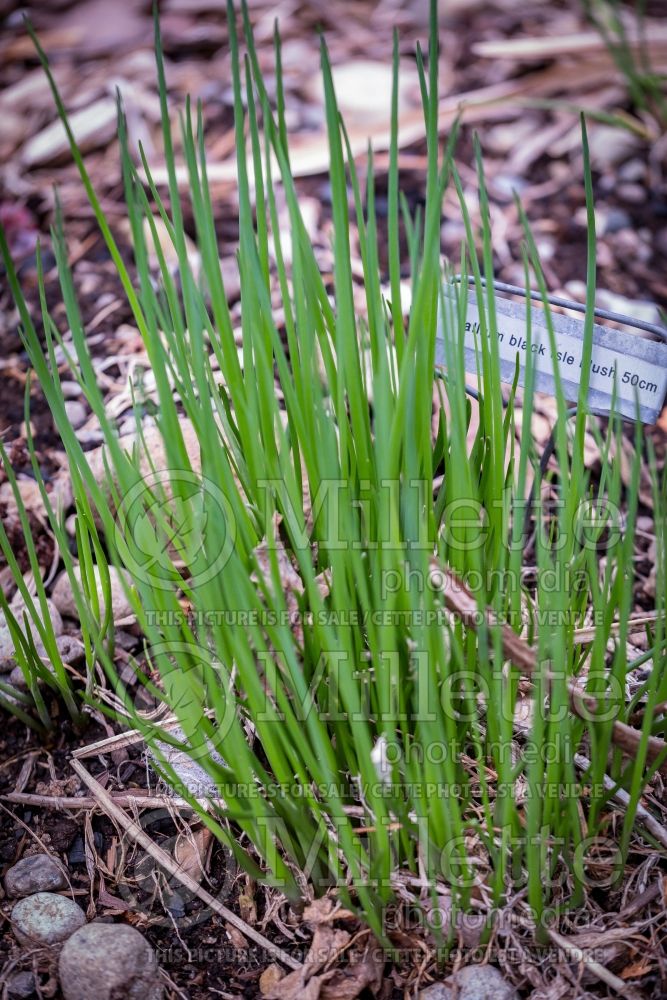 Allium Black Isle Blush (Garlic) 4 