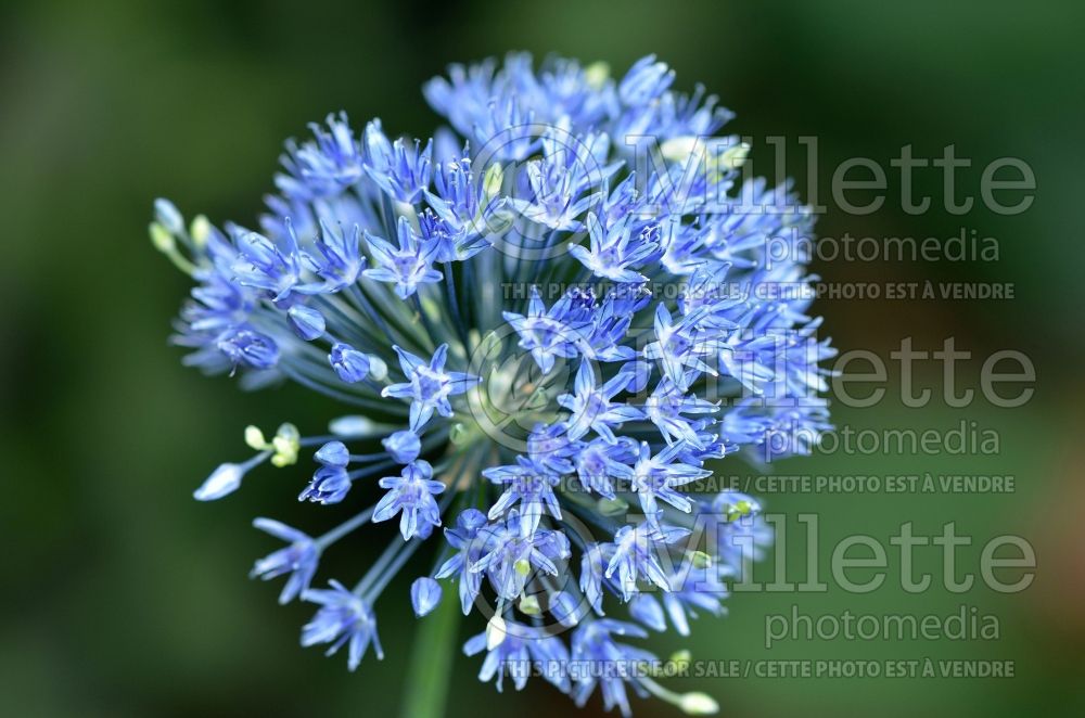 Allium caeruleum (blue globe onion) 7
