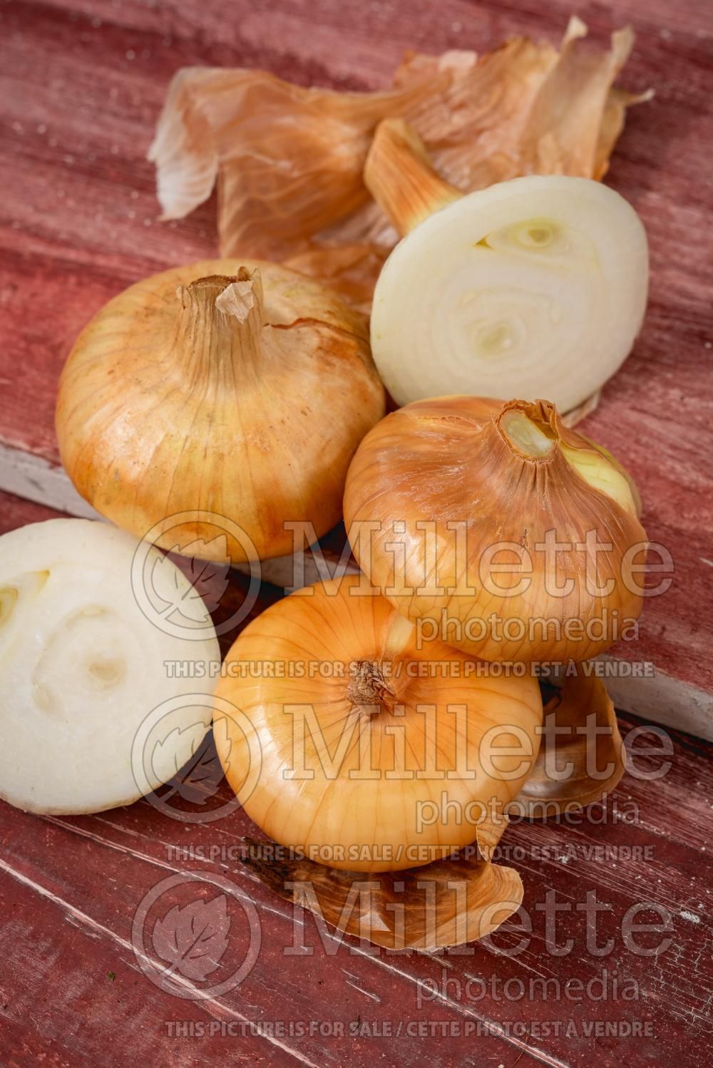 Allium Cipollini (Ornamental Onion) 1