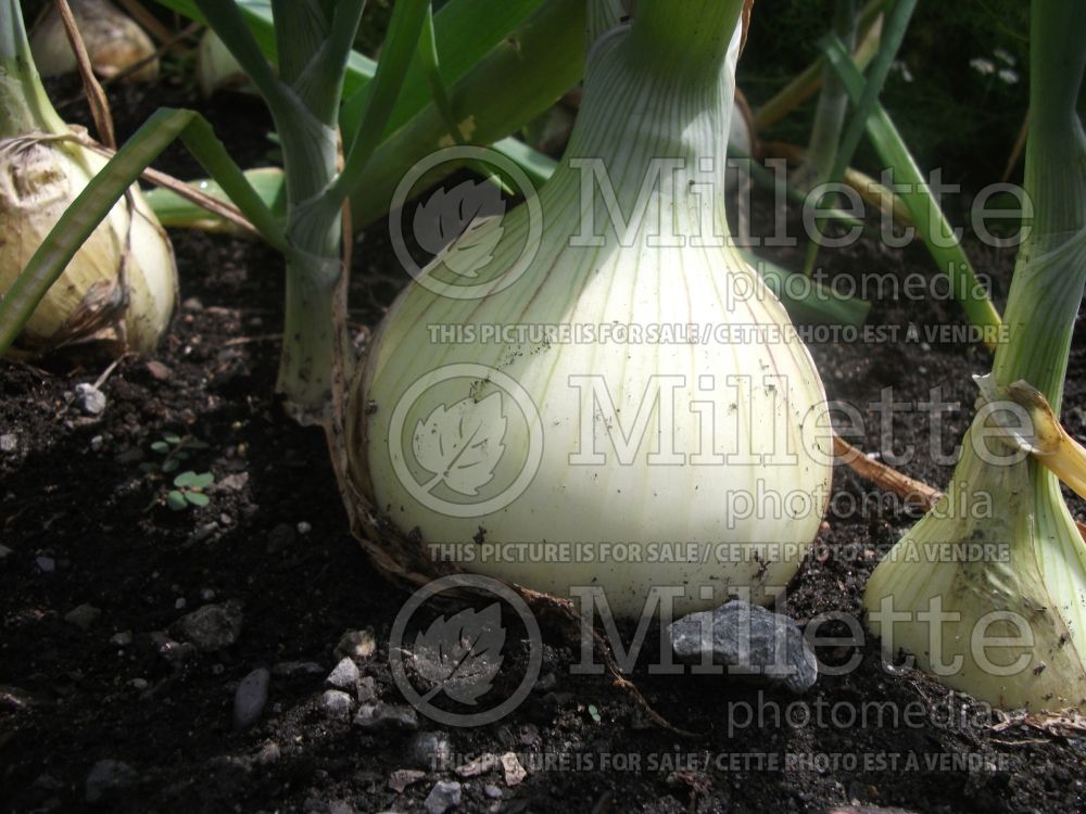 Allium Hamlet (Ornamental Onion) 1 